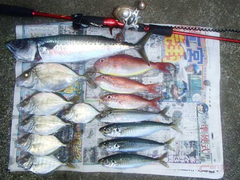 気軽にボートフィッシング シマアジに匹敵する最高級の味覚 カイワリ を釣る 伊東海岸 静岡県