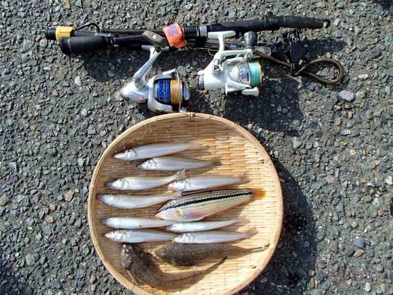 気軽にボートフィッシング シロギスや丸イカが狙い目 油壷横堀海岸 神奈川県 気軽にボートフィッシング シロギスや丸イカが狙い目 油壷横堀海岸 神奈川県