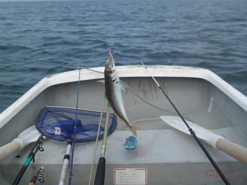 気軽にボートフィッシング 往復曳航で漕ぐのが苦手な人にもオススメ 内房富浦湾 千葉県 気軽にボートフィッシング 往復曳航で漕ぐのが苦手な人にもオススメ 内房富浦湾 千葉県